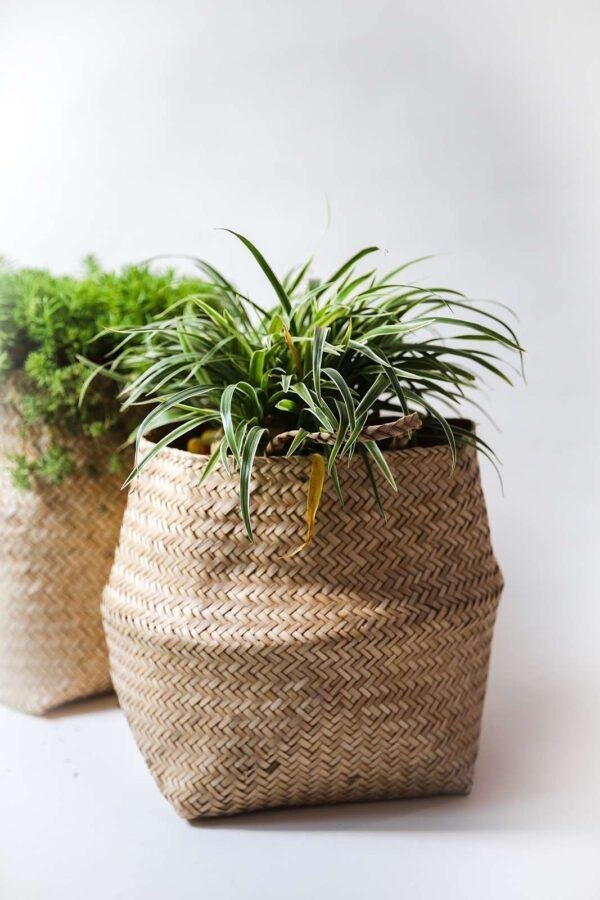 bamboo belly basket