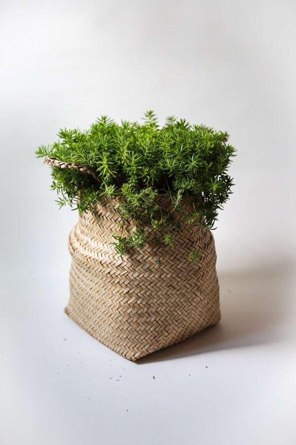 bamboo belly basket