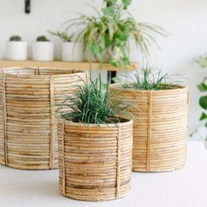 rattan cane planter