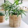 rattan cane planter