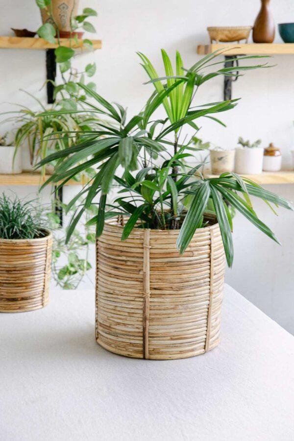 rattan cane planter