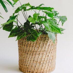 cane woven planter