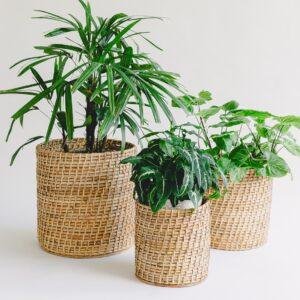 cane woven planter