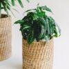 cane woven planter