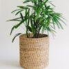 cane woven planter