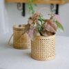 bamboo planter