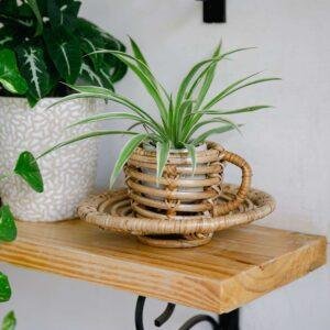 rattan cup planter