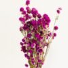 Dried Gomphrena Flowers