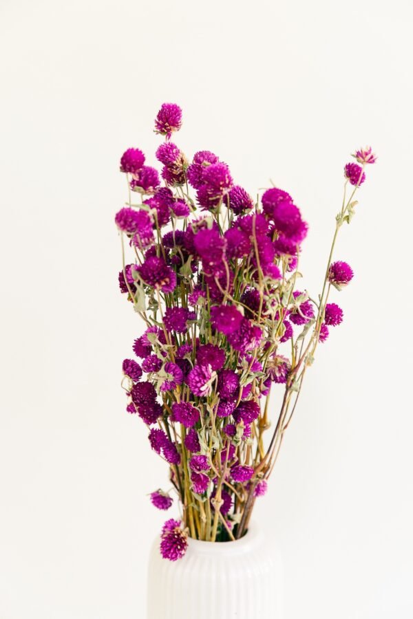 Dried Gomphrena Flowers