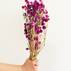 Dried Gomphrena Flowers 40-50 Sticks