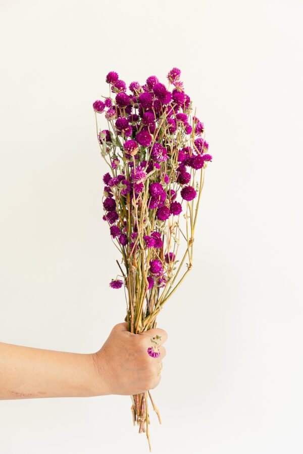 Dried Gomphrena Flowers 40-50 Sticks