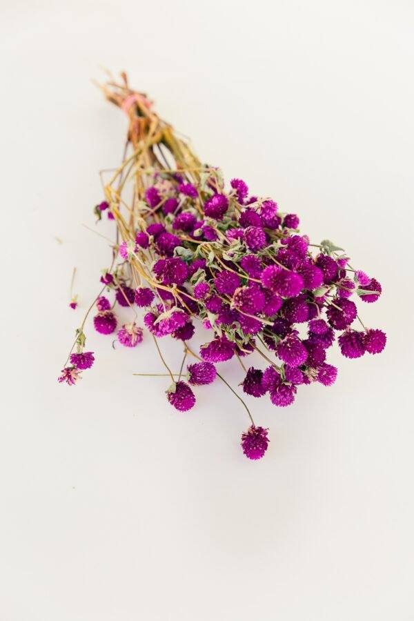 Dried Gomphrena Flowers