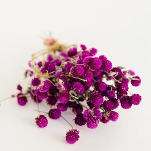 Dried Gomphrena Flowers
