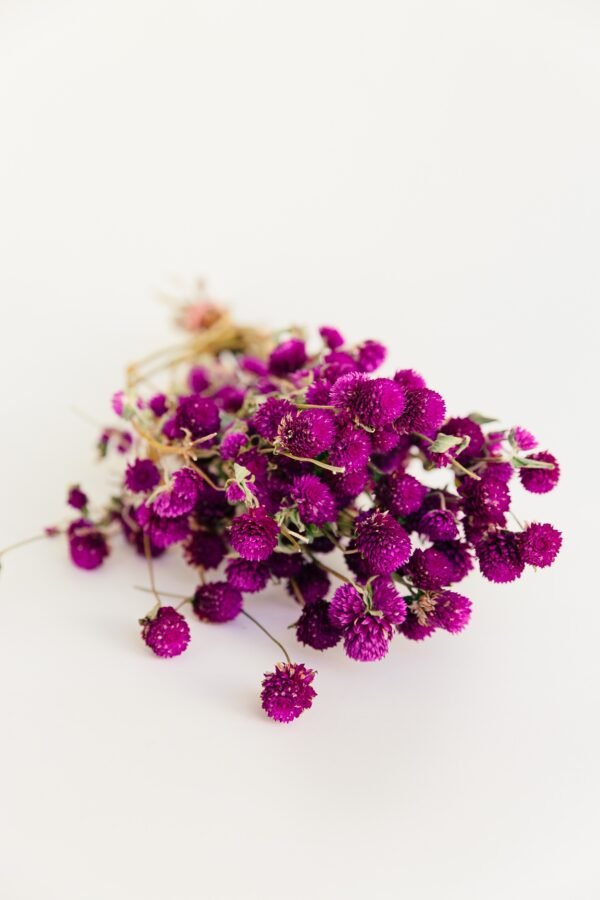Dried Gomphrena Flowers