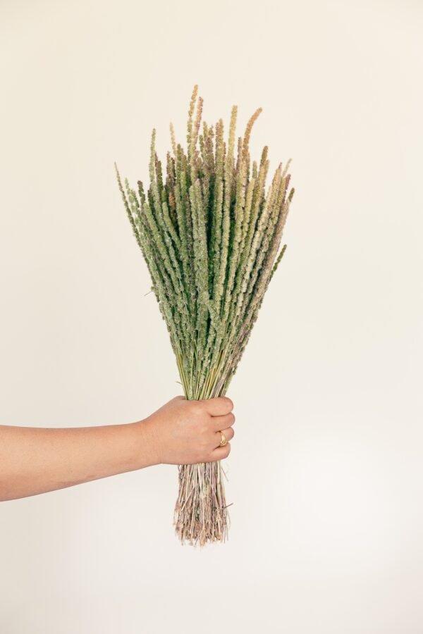 calluna dry