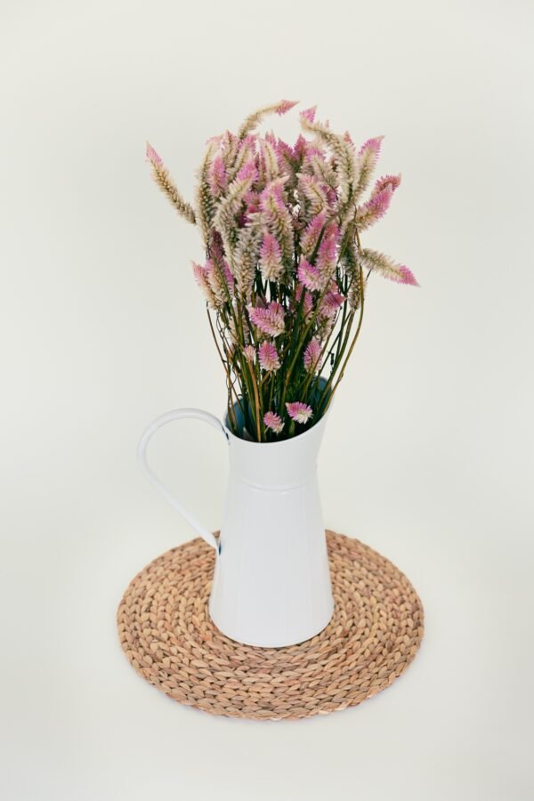 Flamingo Celosia Flowers Dry