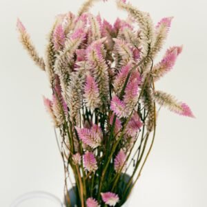 Flamingo Celosia Flowers Dry