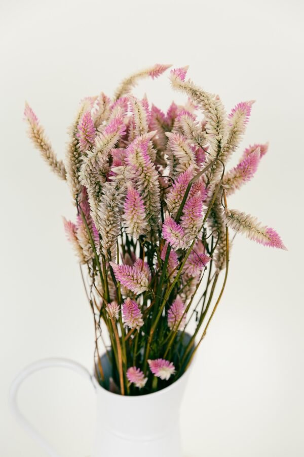 Flamingo Celosia Flowers Dry