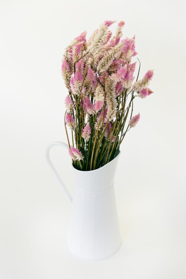 Flamingo Celosia Flowers Dry