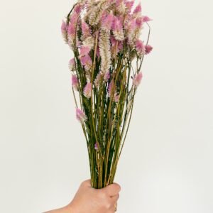 Flamingo Celosia Flowers Dry