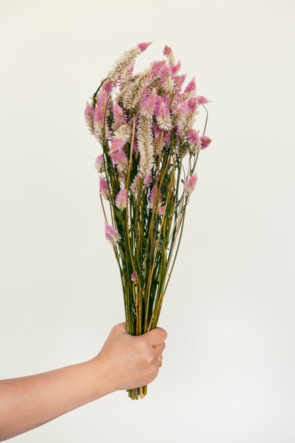 Flamingo Celosia Flowers Dry