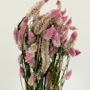 Flamingo Celosia Flowers Dry