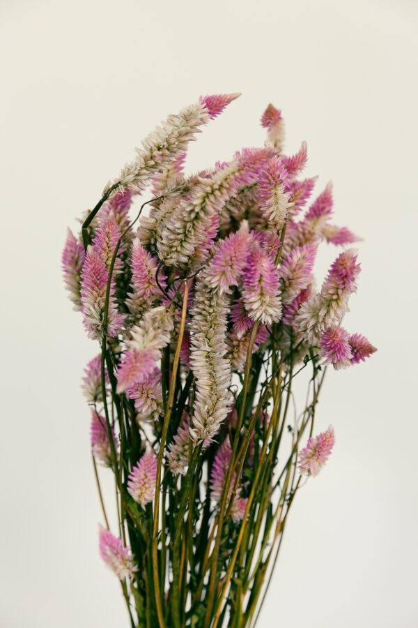 Flamingo Celosia Flowers Dry