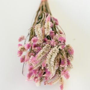 Flamingo Celosia Flowers Dry