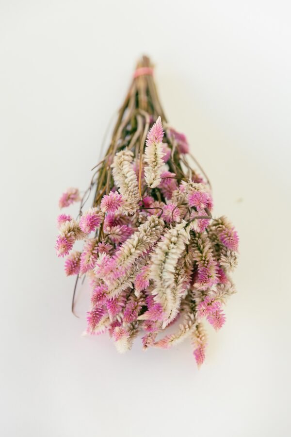 Flamingo Celosia Flowers Dry