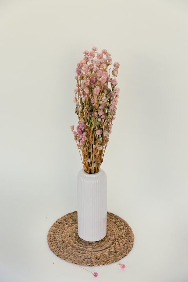 pink gomphrena flowers dry