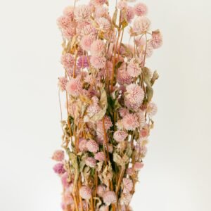 pink gomphrena flowers dry