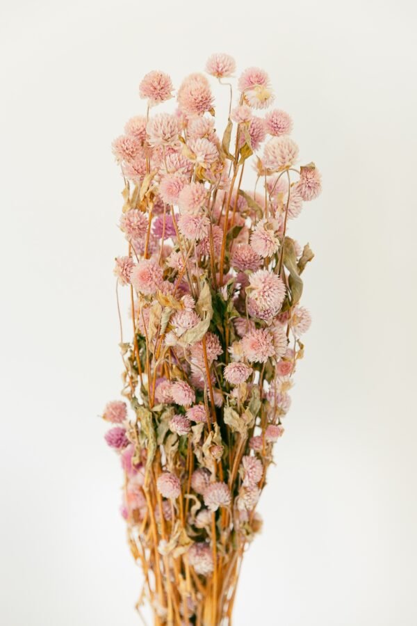 pink gomphrena flowers dry