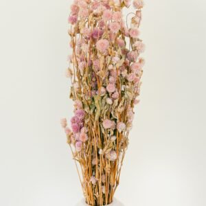 pink gomphrena flowers dry