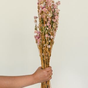 pink gomphrena flowers dry