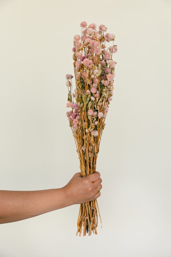 pink gomphrena flowers dry