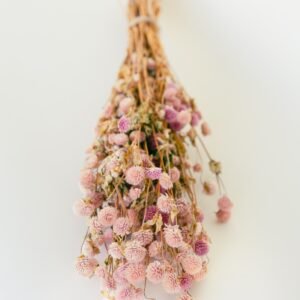 pink gomphrena flowers dry