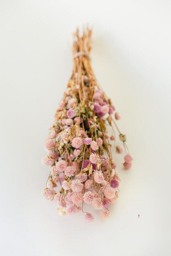 pink gomphrena flowers dry