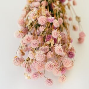 pink gomphrena flowers dry