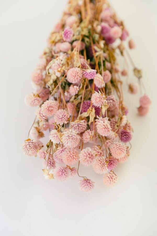 pink gomphrena flowers dry