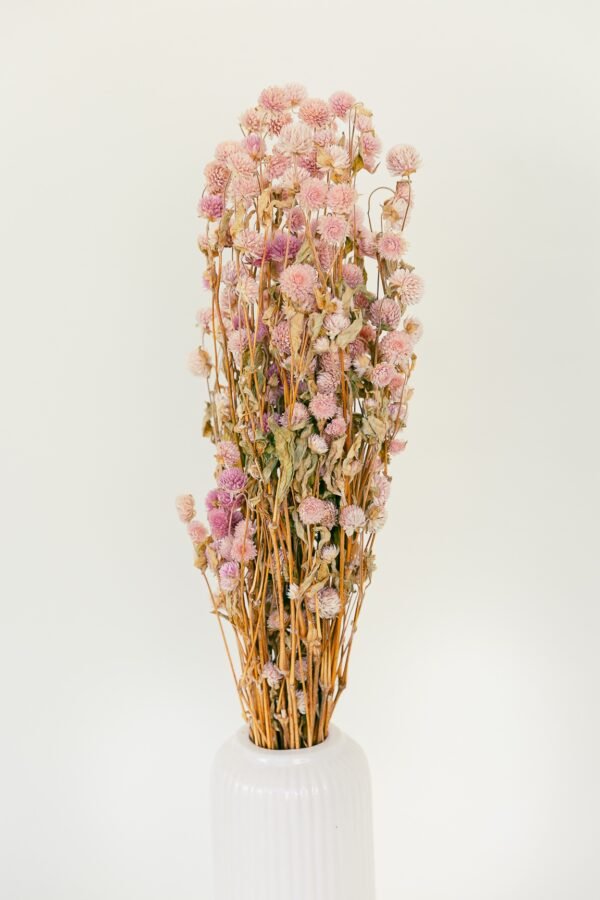 pink gomphrena flowers dry